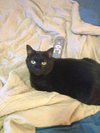 Cinder (declawed) - a special courtesy posting