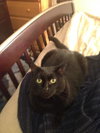 Cinder (declawed) - a special courtesy posting