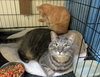 Brianna 2016 (bonded with Bailey 2016)