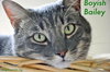 Brianna 2016 (bonded with Bailey 2016)