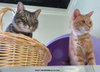 Brianna 2016 (bonded with Bailey 2016)