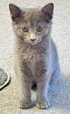 Star (bonded with Comet)