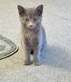 Star (bonded with Comet)