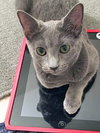 Star (bonded with Comet)