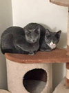 Star (bonded with Comet)