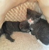 Star (bonded with Comet)