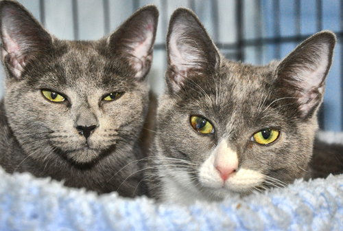 Star (bonded with Comet)