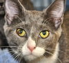 Star (bonded with Comet)