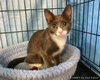 Star (bonded with Comet)