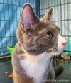 Star (bonded with Comet)