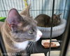 Star (bonded with Comet)