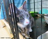 Star (bonded with Comet)