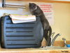 Star (bonded with Comet)