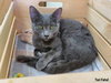 Star (bonded with Comet)