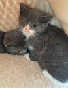 Comet (bonded with Star)