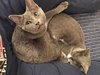 Comet (bonded with Star)