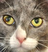 Comet (bonded with Star)
