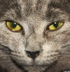 Comet (bonded with Star)