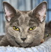 Comet (bonded with Star)