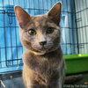 Comet (bonded with Star)