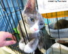 Comet (bonded with Star)