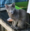Comet (bonded with Star)