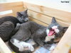 Comet (bonded with Star)