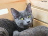 Comet (bonded with Star)