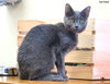 Comet (bonded with Star)
