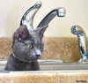 Comet (bonded with Star)