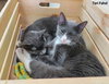 Comet (bonded with Star)