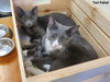Comet (bonded with Star)