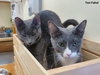 Comet (bonded with Star)