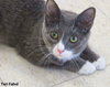 Comet (bonded with Star)