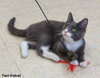 Comet (bonded with Star)