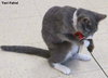 Comet (bonded with Star)