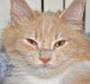 Fellini (bonded with La Creme)