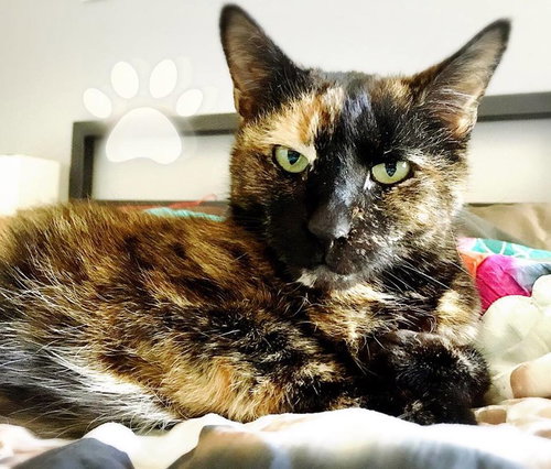Cindy Lou Who (Front Declawed)