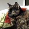 Cindy Lou Who (Front Declawed)