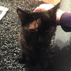 Cindy Lou Who (Front Declawed)