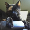 Cindy Lou Who (Front Declawed)