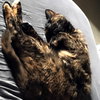 Cindy Lou Who (Front Declawed)