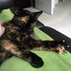 Cindy Lou Who (Front Declawed)