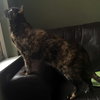 Cindy Lou Who (Front Declawed)