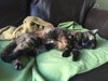 Cindy Lou Who (Front Declawed)