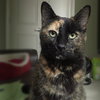 Cindy Lou Who (Front Declawed)