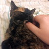 Cindy Lou Who (Front Declawed)