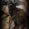 Cindy Lou Who (Front Declawed)