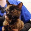 Cindy Lou Who (Front Declawed)