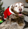 adoptable Dog in lewisville, TX named Coco